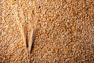 Golden barley grains with spikelet as background, top view. Barley grain texture - 767272814