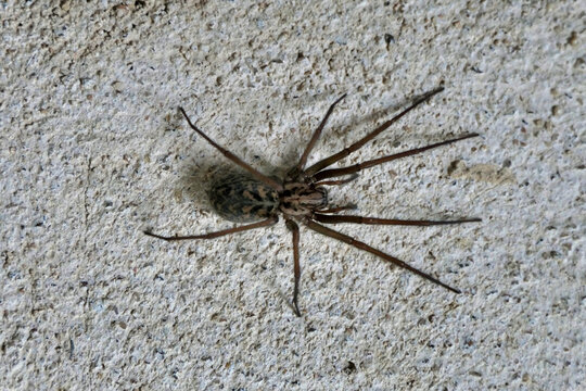 Close up of the spider Tegeneria domestica (Barn Funnel Weaver) resting on an exterior wall
