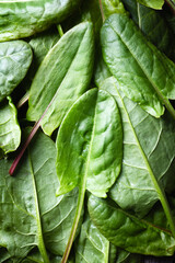 Fresh organic sorrel leaves close up. Nature texture of green sorrel. Food photography