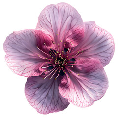pink flower, on transparent background 