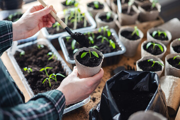 Farmer transplants tomato and pepper seedlings into peat cups. Preparing plants for growing in open ground. Home gardening concept - 767274495