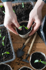 Farmer transplants tomato and pepper seedlings into peat cups. Preparing plants for growing in open ground. Home gardening concept - 767274868