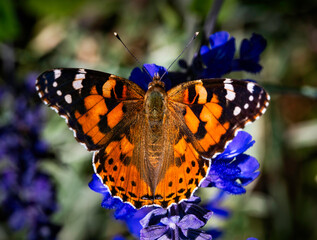 A painted lady butterfly photographed in Bloemfontein, South Africa.
