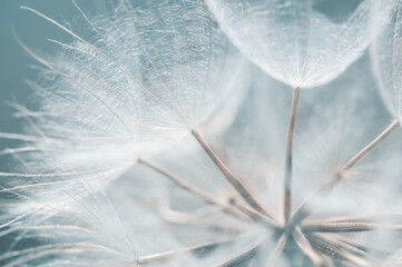 Beautiful abstract macro dandelion on a blue background. Selective focus. - 767275800