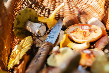 Close up of different edible mushrooms with knife in basket. Porcini, Chanterelle. Saffron mushroom. Collecting mushrooms in forest - 767275870