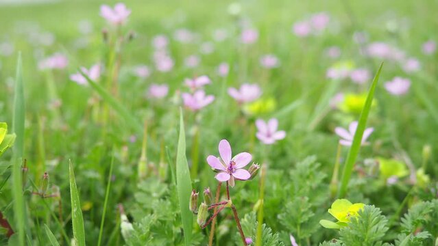 Erodium cicutarium, common storks-bill, redstem filaree, redstem stork bill or pinweed is a herbaceous flowering plant of the family Geraniaceae. Grassland, meadow or hayfield. Springtime in Serbia