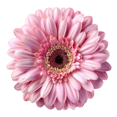 Foto op Canvas PNG pink gerbera daisy, flower on, transparent background Premium  © Matthew