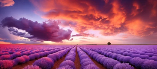 Rolgordijnen A picturesque landscape of a field of lavender flowers under a violet sky at dusk, with the sun setting in the background, creating a tranquil atmosphere in the natural environment © AkuAku