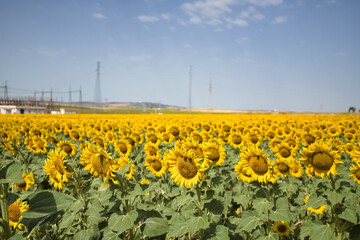 Planting maturing sunflowers on a nice clear day. Concept plants, seeds, oil, plantation, nuts.