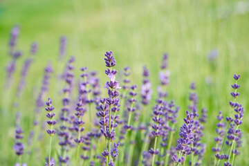 Lavender flower head close up. Bright green natural background.	 - 767282475
