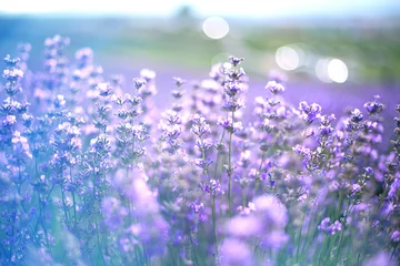 Gordijnen Provence, Lavender field at sunset © olenakucher