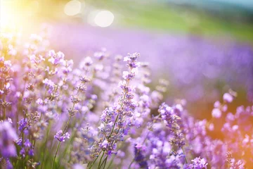 Wandcirkels plexiglas Provence, Lavender field at sunset © olenakucher