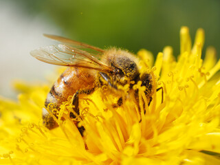 Honey bee, Apis mellifera, Foraging on Dandelion 
