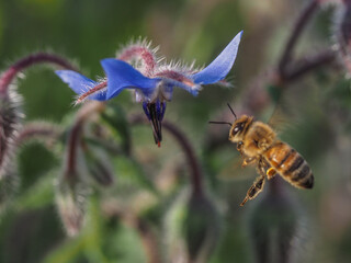Honey bee, Apis mellifera, Flying Towards Borage Flower