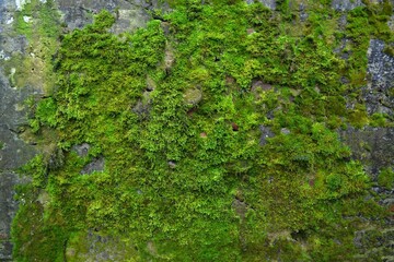 green moss on the stone texture background
