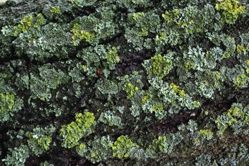 Green moss on tree bark