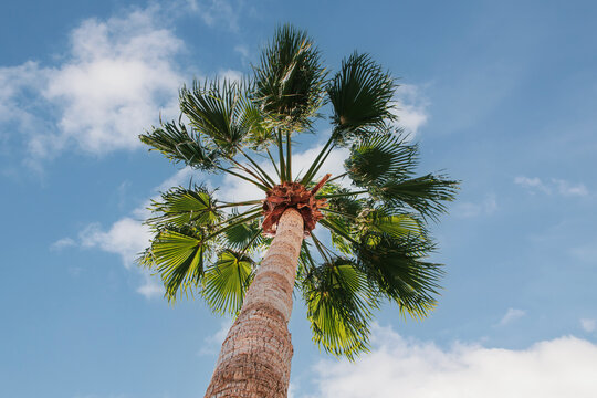 Palm tree with sky background. Upward view of a bushy palm tree on a sunny day, blue sky with white clouds in the background