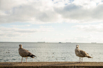 Mewy na murku o zachodzie słońca © Sebastian