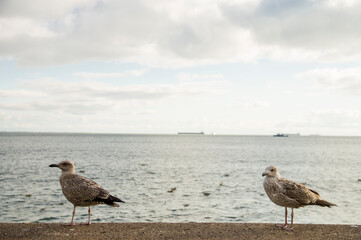 Mewy na murku nad morze Bałtyckim  o zachodzie słońca © Sebastian
