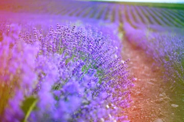 Foto op Plexiglas Provence, Lavender field at sunset © olenakucher