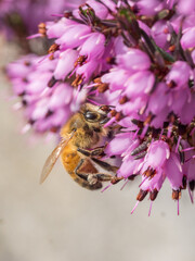 Honey bee, Apis mellifera, Foraging on winter heath, Erica carnea,