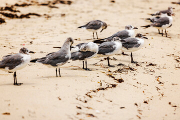 Beautiful view of a flock of seagulls on the coastline of the sandy beach of Miami Beach Atlantic Ocean.