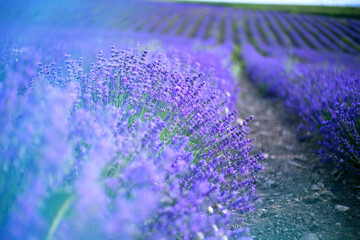 Provence, Lavender field at sunset - obrazy, fototapety, plakaty