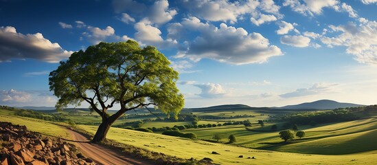 Lonely tree on a hillside in the evening sun. - obrazy, fototapety, plakaty