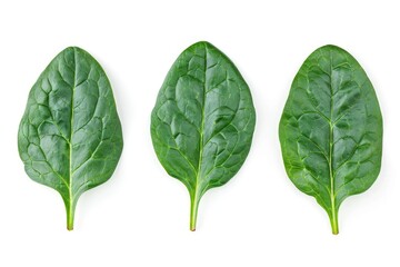 Up High and Fresh Spinach Leaves with Edible Raw Plant. Isolated Greens with Greener and Herb Characteristics for Healthy Food Concept