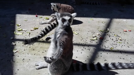 Funny ring-tailed lemur shows his hand 