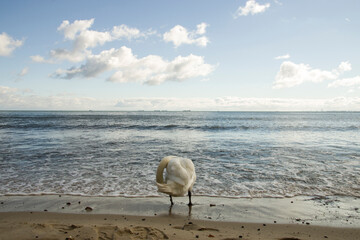 Piękna chwila nad morzem Bałtyckim z łabędziem