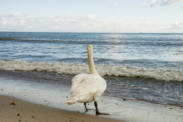Samotny łabędź nad falami morza