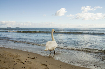 Samotny łabędź nad falami