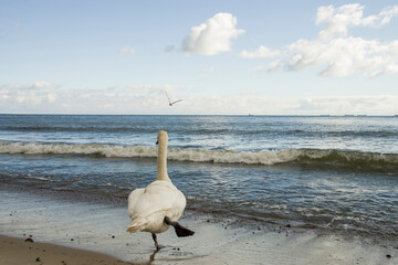 Samotny łabędź tańczący nad brzegiem morza Bałtyckiego
