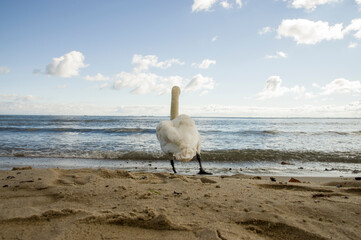 Tańczący łabędź nad brzegiem morza Bałtyckiego