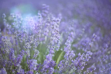 Gardinen Provence, Lavender field at sunset © olenakucher