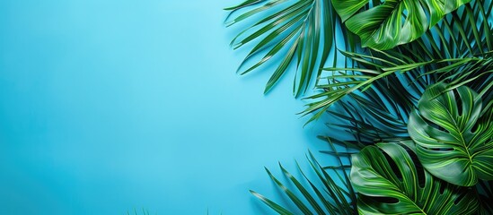 Tropical palm leaves on a blue backdrop with empty space for text, ideal for a travel agency's top view banner.