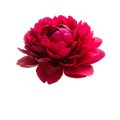 Beautiful red peony flower isolated on transparent