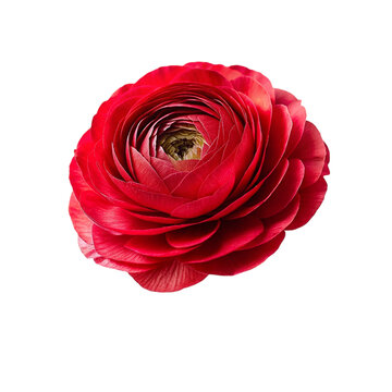 Red ranunculus flower, isolated on transparent background.