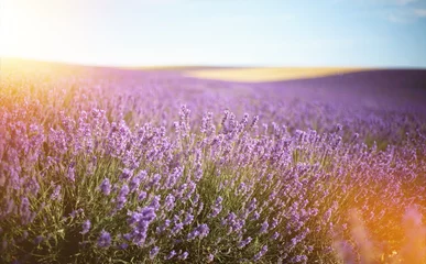 Fensteraufkleber Provence, Lavender field at sunset © olenakucher