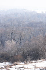 An oak grove and a haze over the trees - 767292281