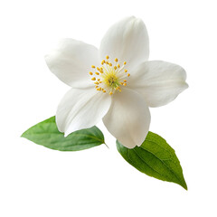 Obraz na płótnie Canvas White Jasmine flowers, isolated on transparent background.