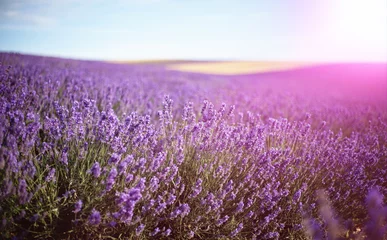 Zelfklevend Fotobehang Provence, Lavender field at sunset © olenakucher