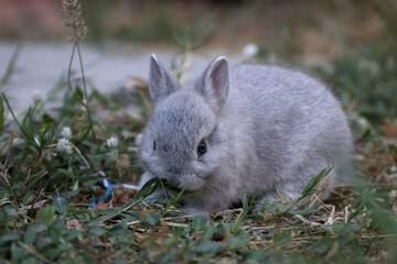 A small rabbit was sitting in the front yard eating grass.