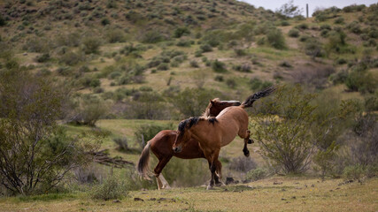 Fighting and kicking wild horse stallions in the Salt River Canyon area near Scottsdale Arizona United States