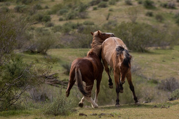 Buckskin and bay wild horse stallions kicking while fighting in the Salt River Canyon area near Scottsdale Arizona United States