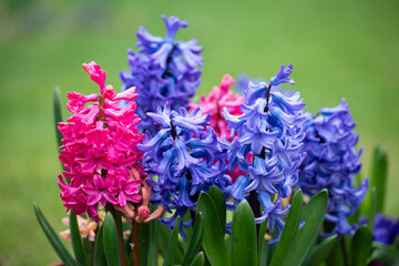 kolorowe, pachnące hiacynty w ogrodzie, wiosenne kwiaty