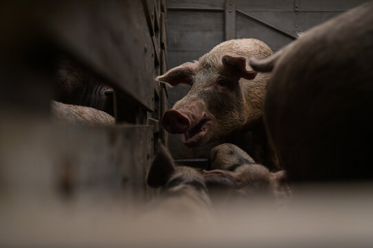 Porco - Veganismo - proteção animal
