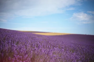Zelfklevend Fotobehang Provence, Lavender field at sunset © olenakucher