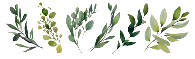 Fotobehang Arrangement of stunning olive leaves Fascinating foliage, ideal for use on transparent backgrounds such as posters, brochures, greetings cards and seasonal decorations. PNG © EKH-Pictures